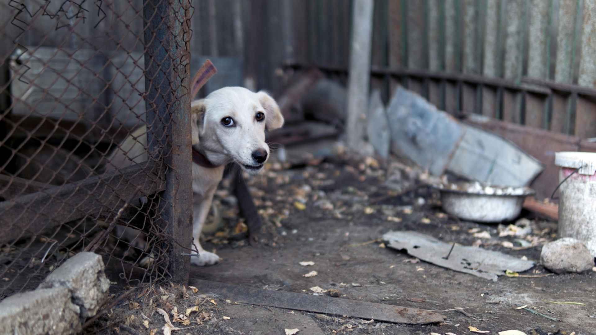 perrito abandonado